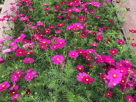 承德庆典鲜花-商业区植物摆设租赁